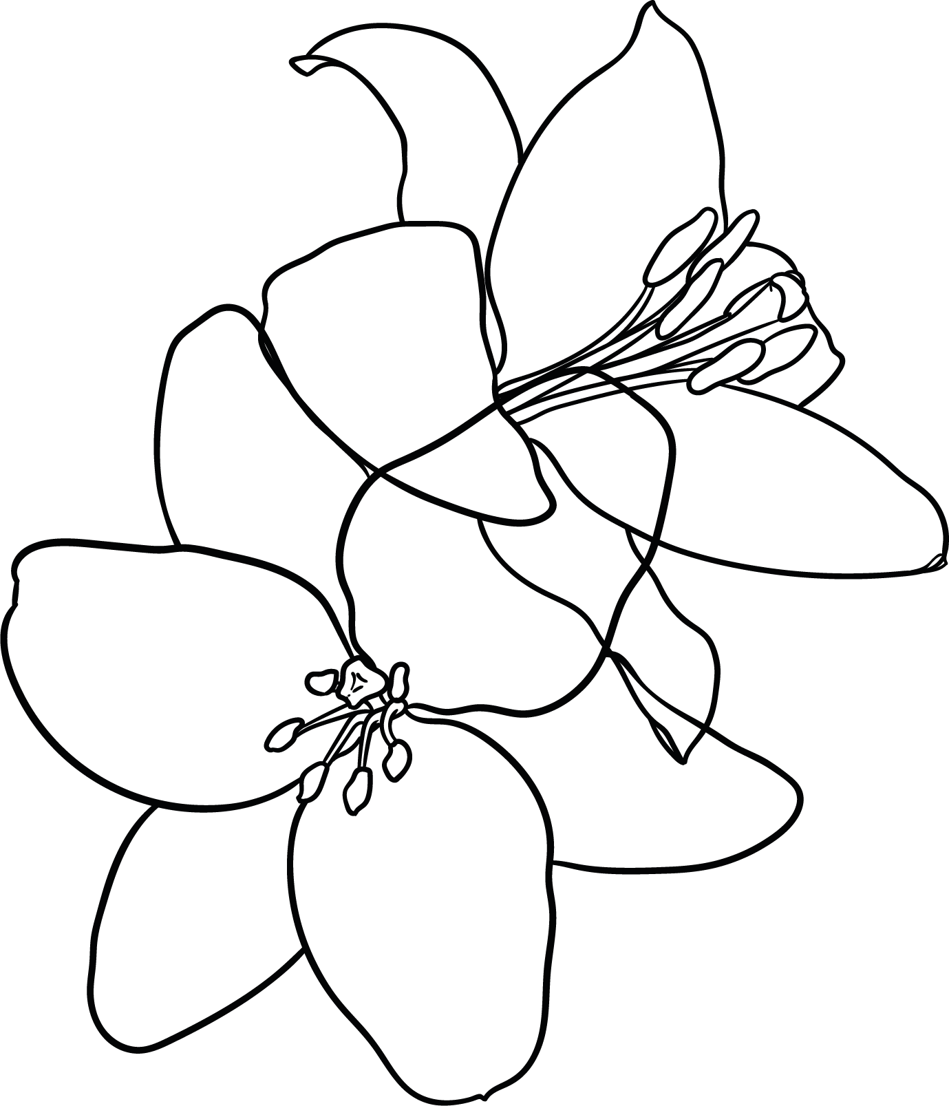 Pension Noack Zeichnung Blume Neufinsing Lineart